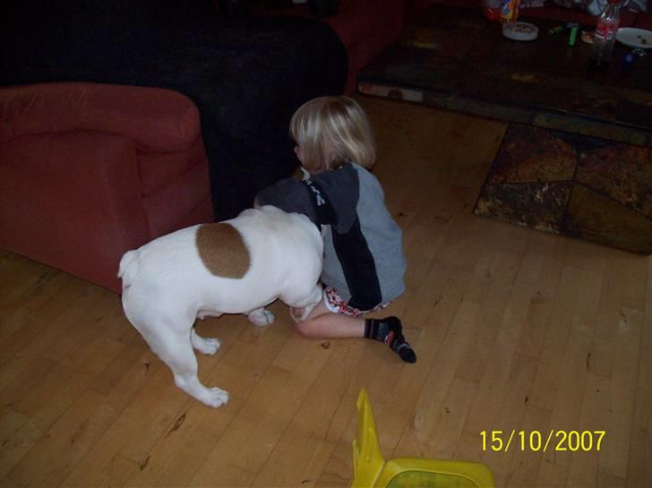 Engelsk bulldog luci billede 2