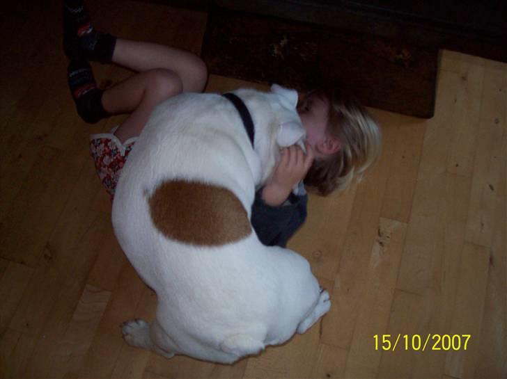 Engelsk bulldog luci billede 3