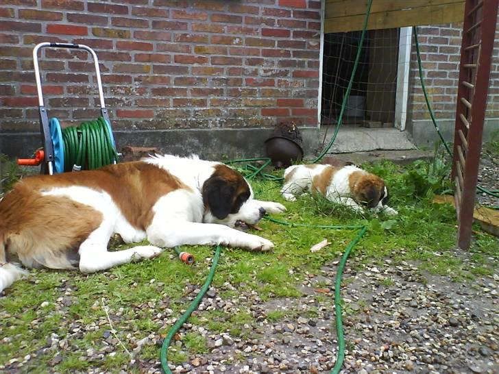 Sankt bernhardshund Bertha - Må vi ikke få kødben tager vi bare vandslangen og tykker på !!! 3.Juli07 billede 9