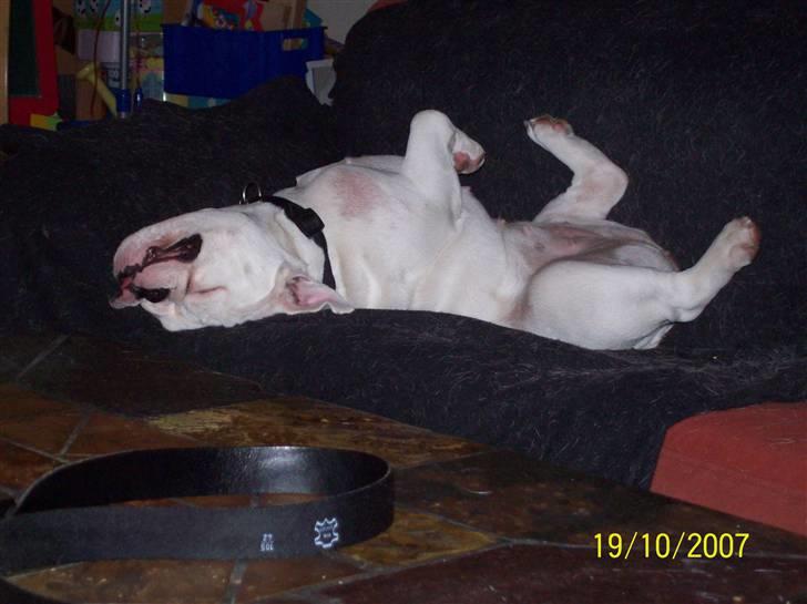 Engelsk bulldog luci billede 4