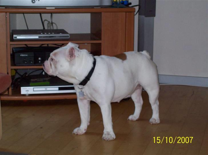 Engelsk bulldog luci billede 5