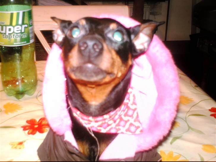 Dvaergpinscher frygtløs  *solgt* billede 3