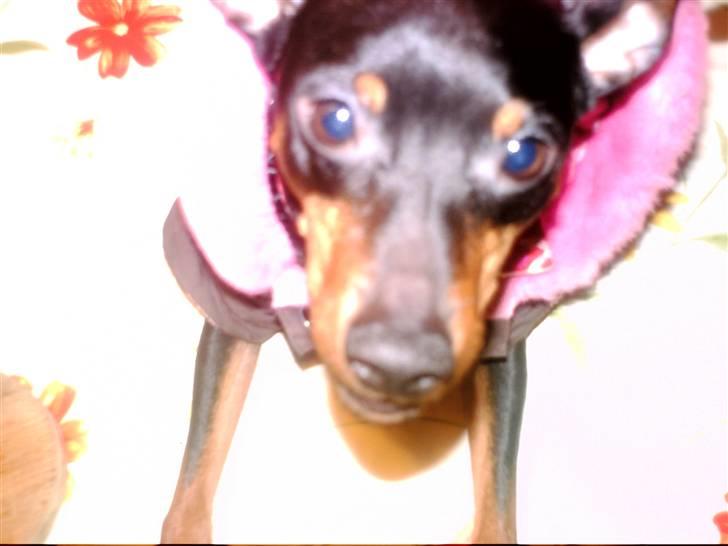 Dvaergpinscher frygtløs  *solgt* billede 4