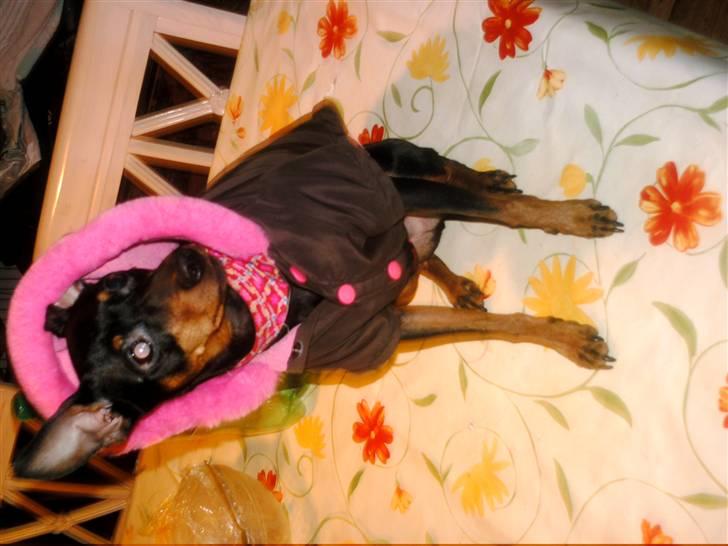 Dvaergpinscher frygtløs  *solgt* billede 5