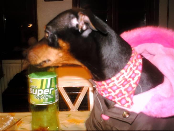 Dvaergpinscher frygtløs  *solgt* billede 6