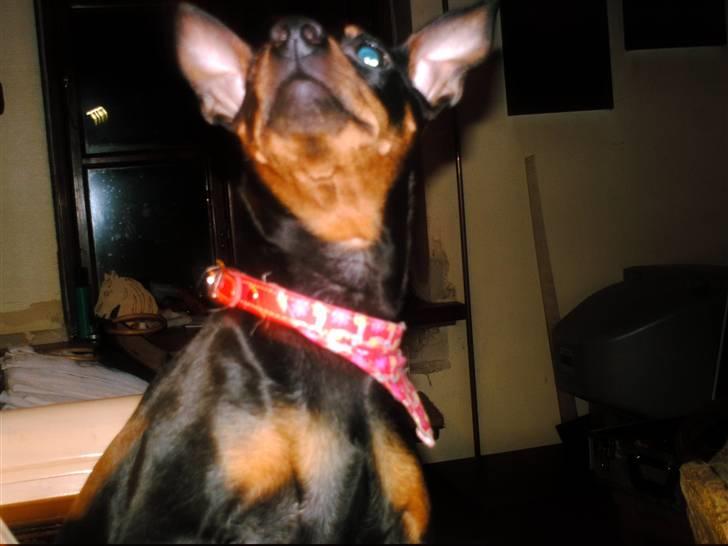 Dvaergpinscher frygtløs  *solgt* billede 7