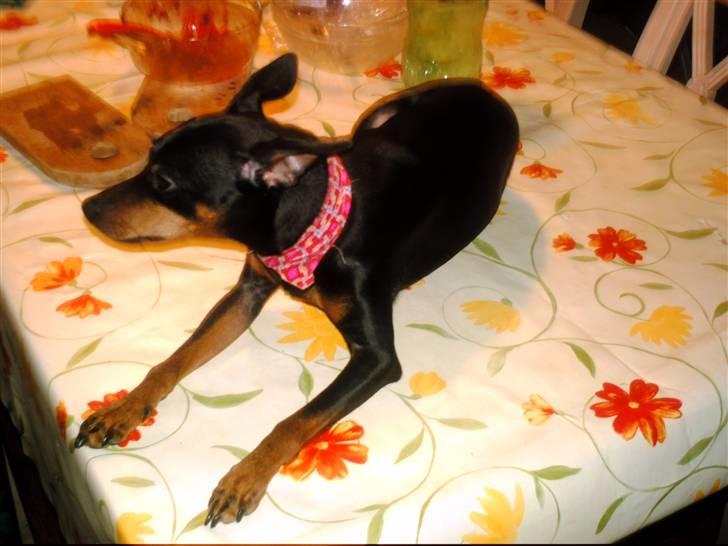 Dvaergpinscher frygtløs  *solgt* billede 8