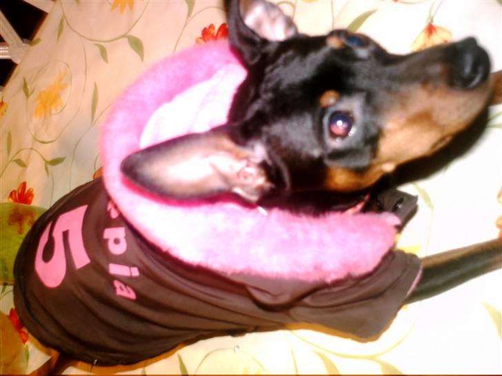 Dvaergpinscher frygtløs  *solgt* billede 9