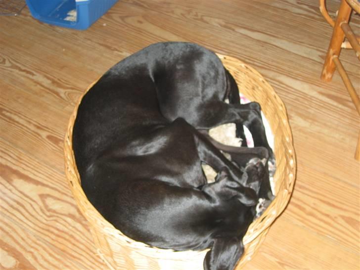 Grand danois Frida - kunne lige oræcis være der!  (: billede 7