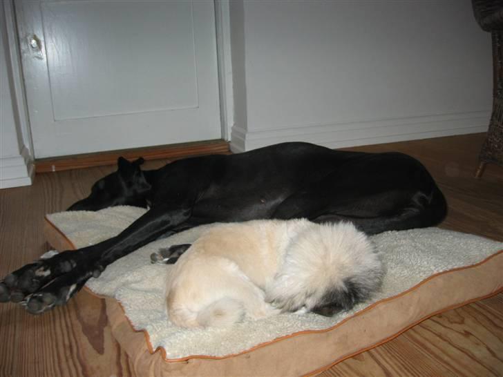 Grand danois Frida - mig og min Bedsteste ven Carlo (Pekingeser) (: billede 8