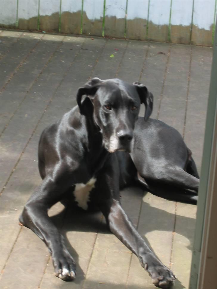 Grand danois Frida - Ligger og nyder Vejret!!! billede 9