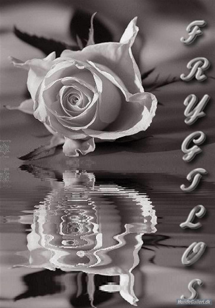 Dvaergpinscher frygtløs  *solgt* billede 10