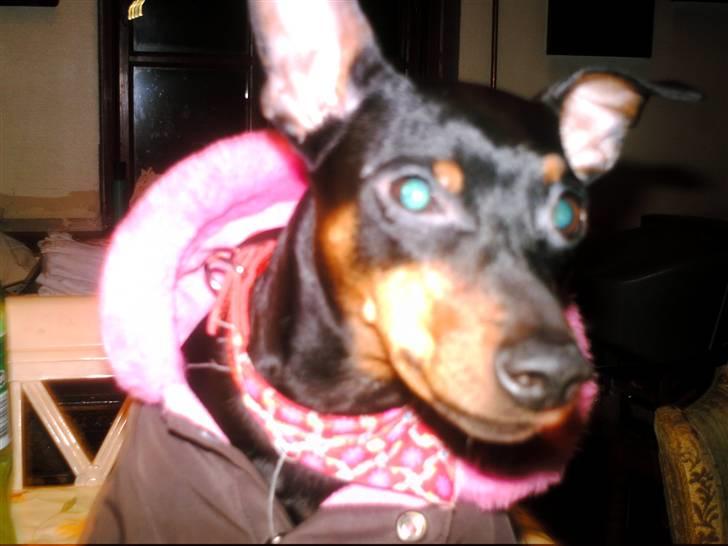 Dvaergpinscher frygtløs  *solgt* billede 11