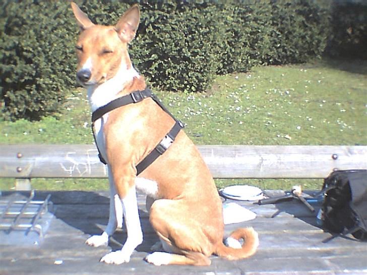 Basenji benji my name is bond billede 1