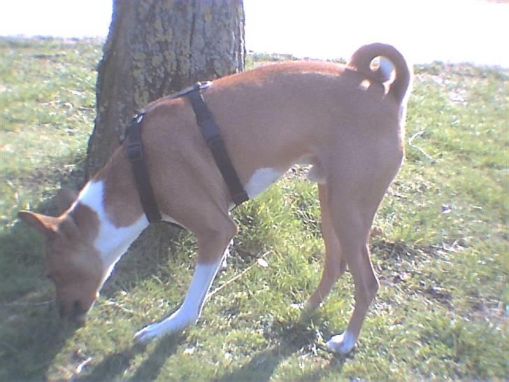 Basenji benji my name is bond billede 2