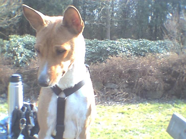 Basenji benji my name is bond billede 3