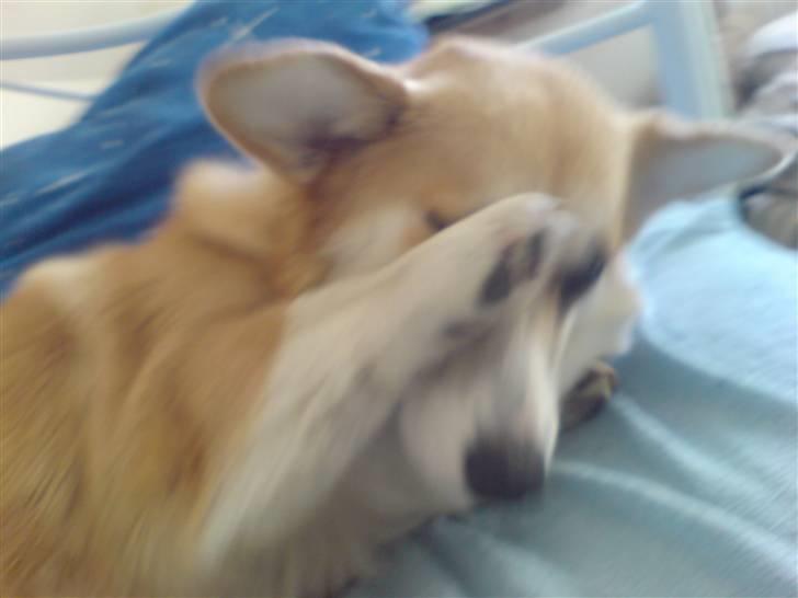 Welsh corgi pembroke Dicte billede 16