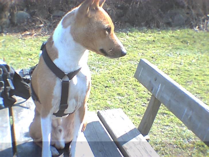 Basenji benji my name is bond billede 4