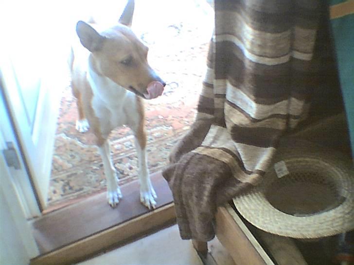 Basenji benji my name is bond billede 5