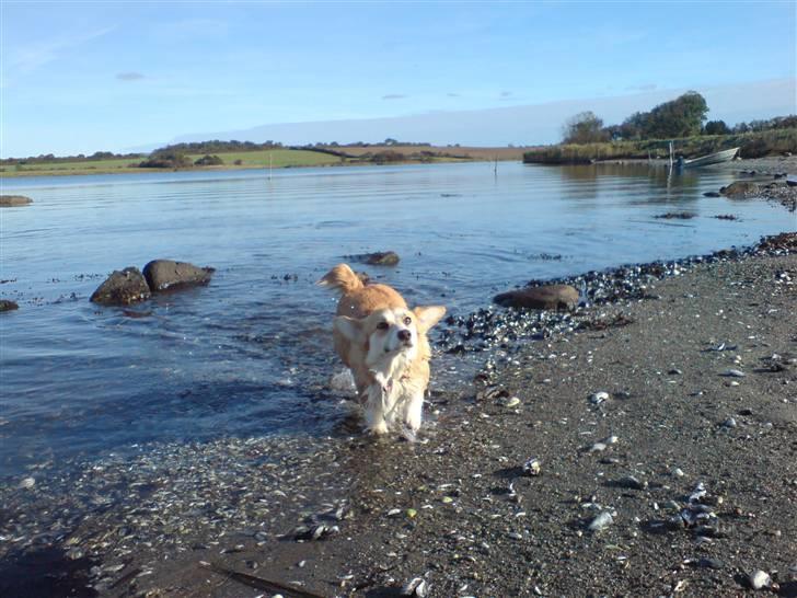 Welsh corgi pembroke Dicte billede 17