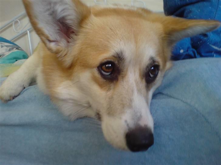 Welsh corgi pembroke Dicte billede 18