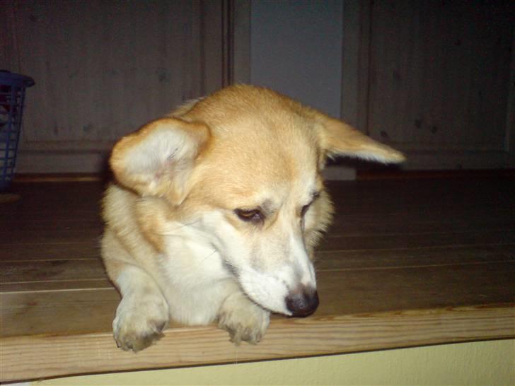 Welsh corgi pembroke Dicte billede 19