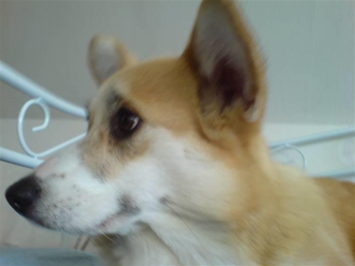 Welsh corgi pembroke Dicte billede 20
