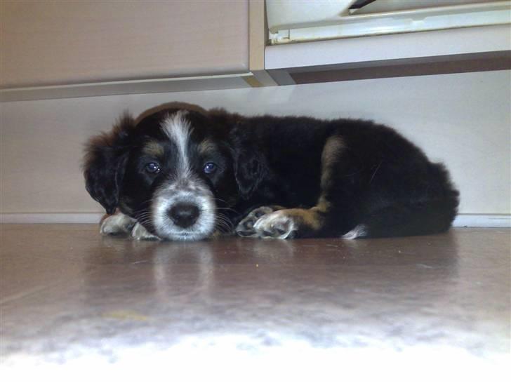 Blanding af racer Trolle *død* - 7 Uger gammel billede 1