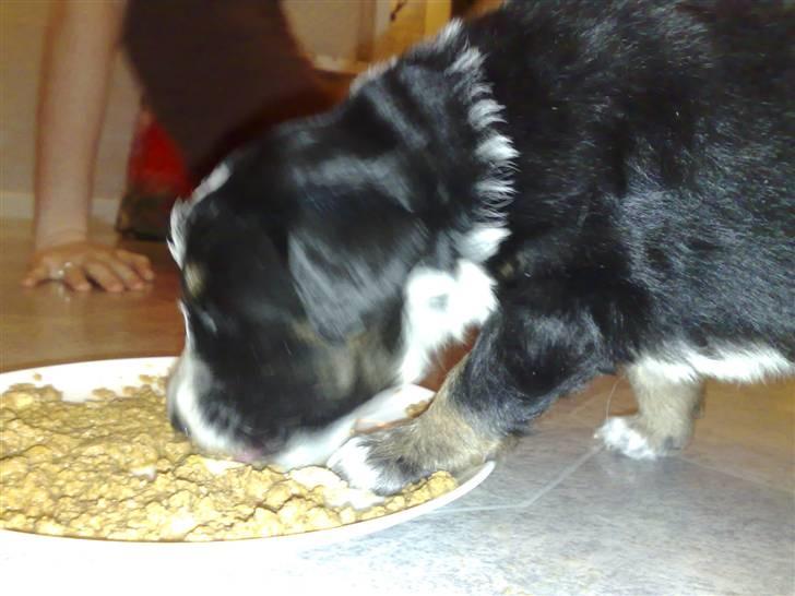 Blanding af racer Trolle *død* - Spiser med fødderne i madskålen (5 uger gammel) billede 2