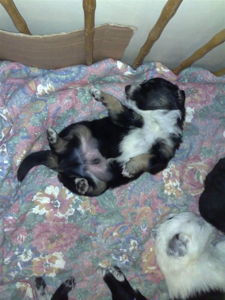 Blanding af racer Trolle *død* - Sover lidt underligt??? billede 3