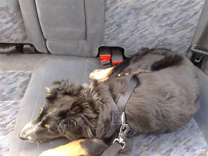 Blanding af racer Trolle *død* - Ligger på bagsædet i min fars bil med min køresele på, kan godt nok ikke li at køre! billede 4