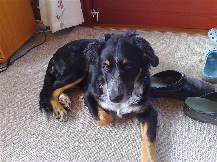 Blanding af racer Trolle *død* - Ligger foran terrassedøren i sommerhuset og hygger mig... billede 5