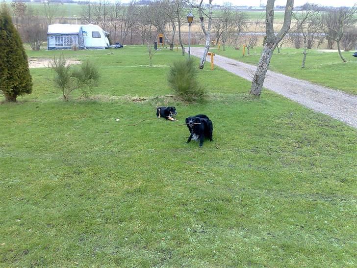 Blanding af racer Trolle *død* - Mig og far leger med pinde... billede 6