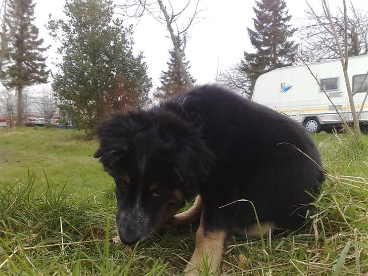 Blanding af racer Trolle *død* - Den rod skal op... billede 7