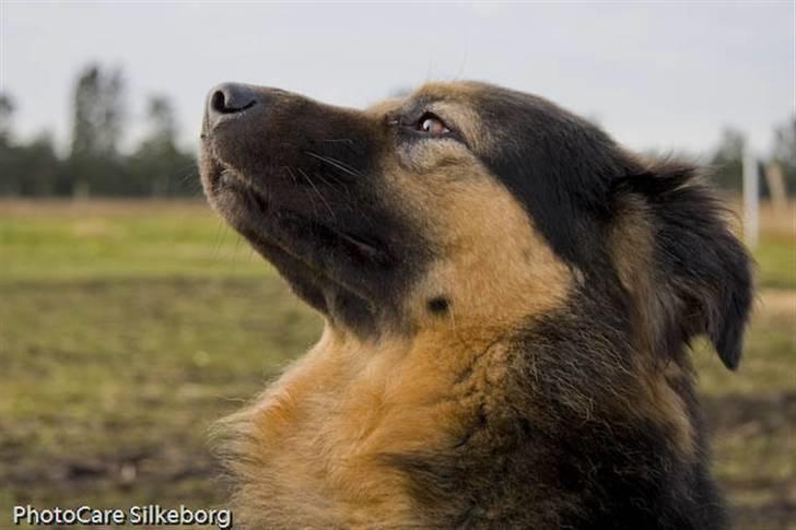 Blanding af racer rolf - nå mor hvornår siger du jeg må gå billede 1