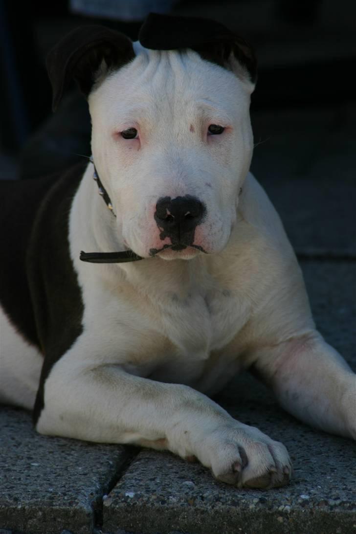 Amerikansk staffordshire terrier ronja billede 1