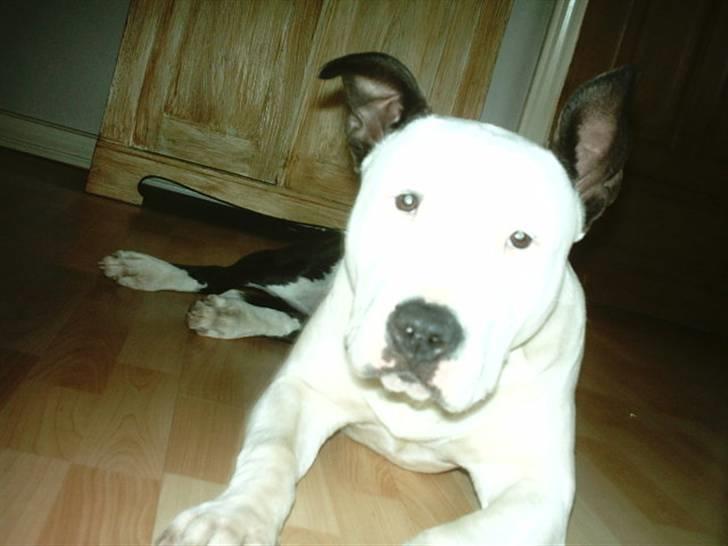 Amerikansk staffordshire terrier ronja billede 2