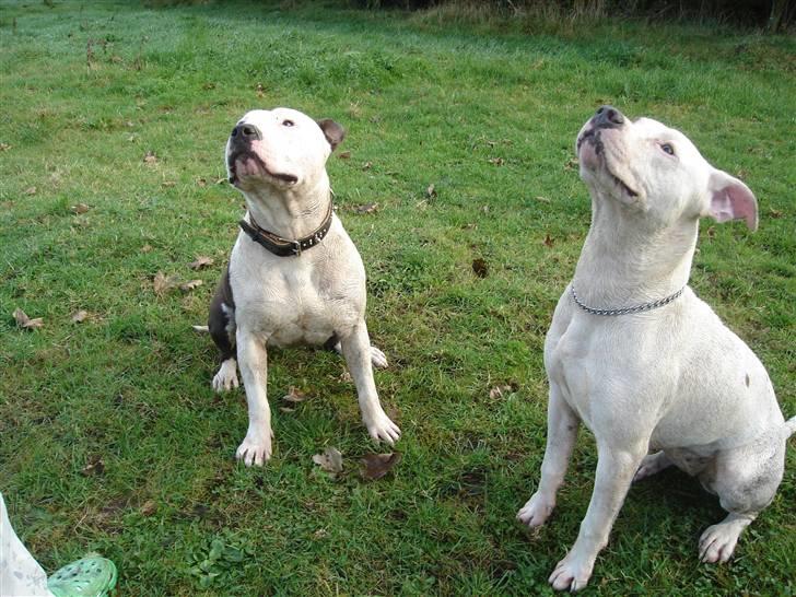 Amerikansk staffordshire terrier ronja billede 3