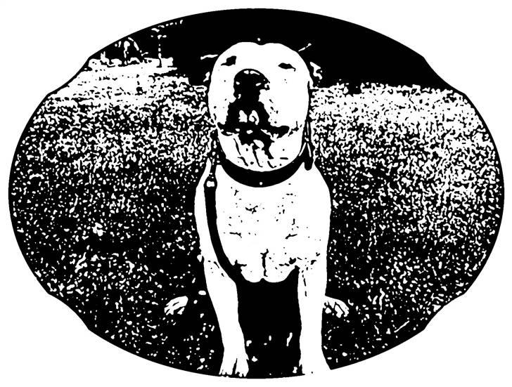 Amerikansk staffordshire terrier ronja billede 4