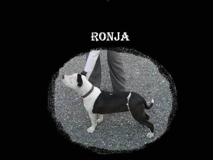 Amerikansk staffordshire terrier ronja billede 5