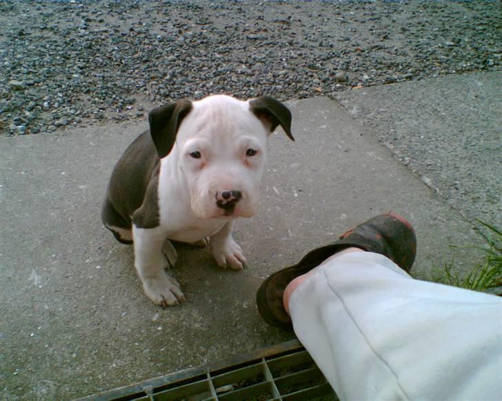 Amerikansk staffordshire terrier ronja billede 6