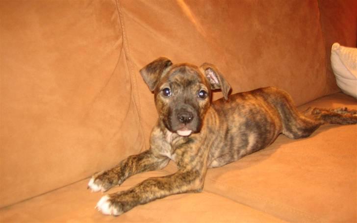 Amerikansk bulldog Dixie - mig da jeg var 13 uger:) billede 1