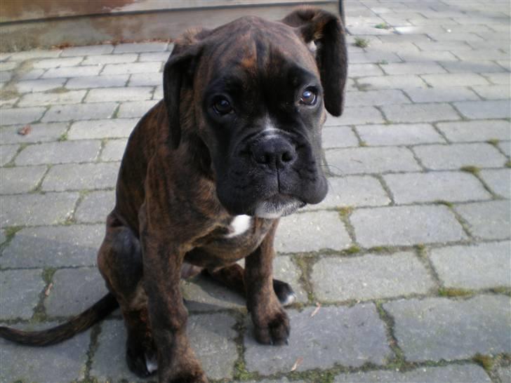 Boxer Mila billede 1