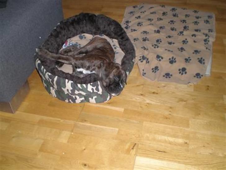 Boxer Mila billede 2