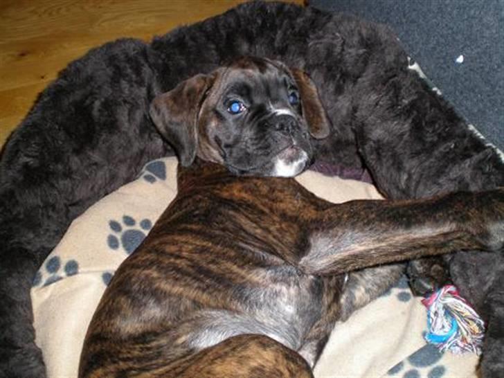 Boxer Mila billede 3