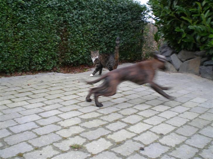 Boxer Mila billede 4