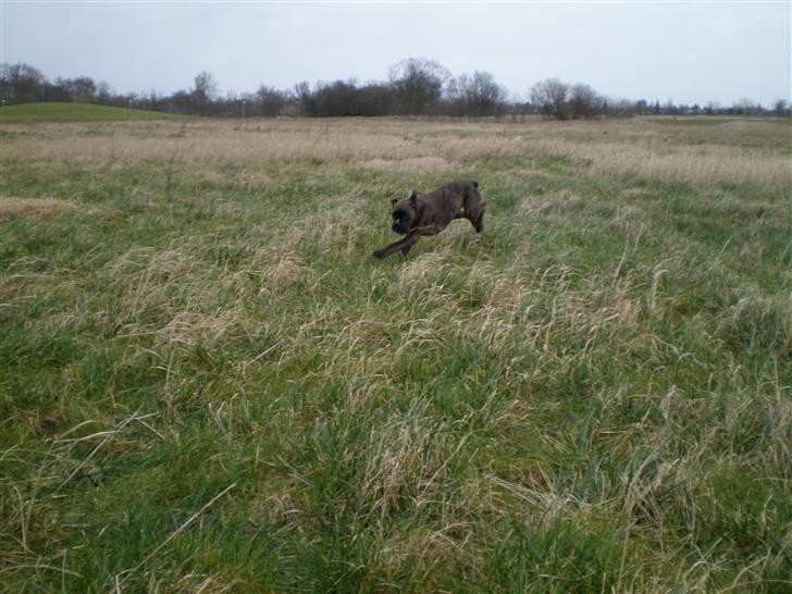 Boxer Mila billede 5