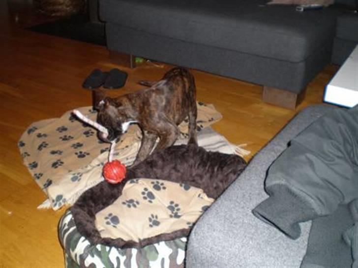 Boxer Mila billede 6