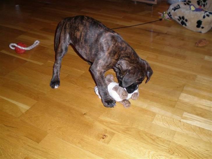 Boxer Mila billede 7