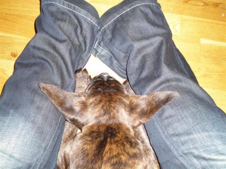 Boxer Mila billede 8